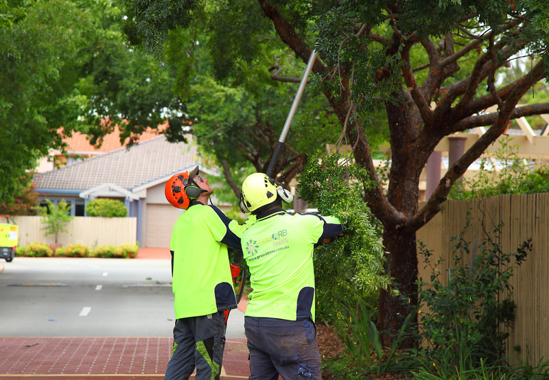 Tree pruning – team work, Pro Arb Trees