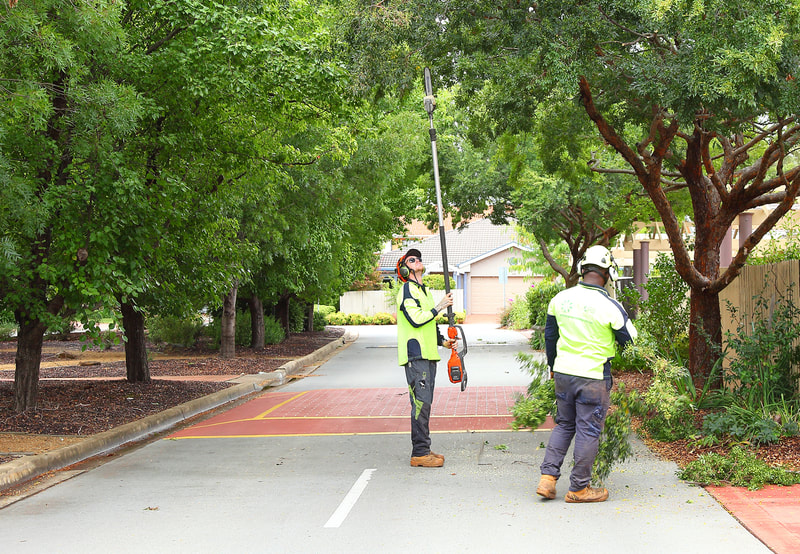 Tree lifting to give better access to cars, Pro Arb Trees